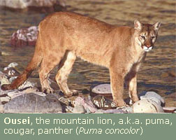 Ousei, the mountain lion, a.k.a. puma, cougar, panther (Puma concolor)