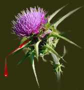 Thistle with blood