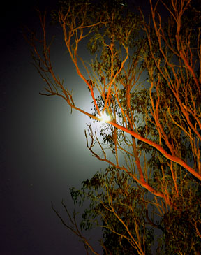 Gumtree at night